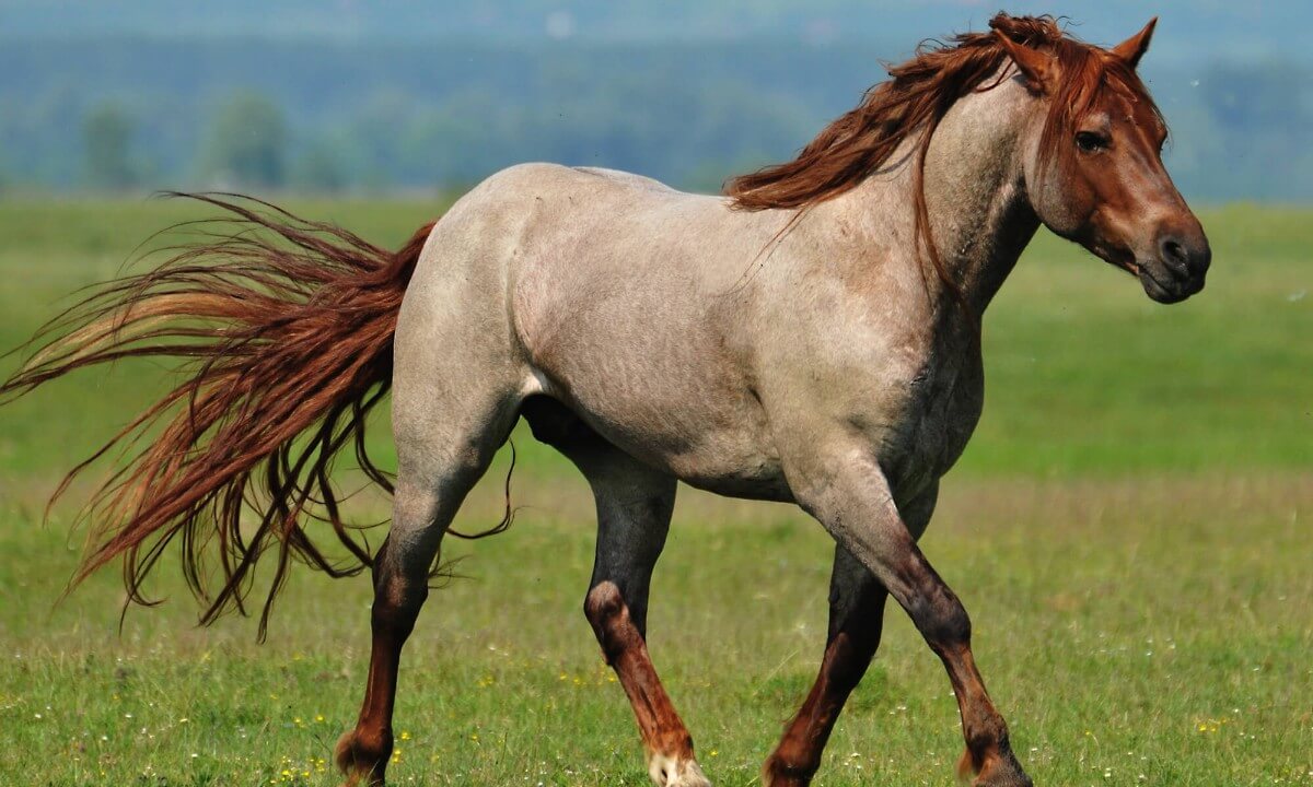 Roan Horse: Everything To Know About Colors, Breeds, Genetics, History, and Facts